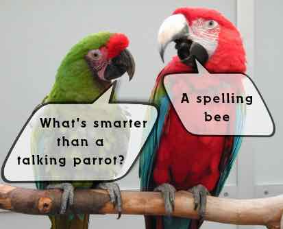 parrot jokes